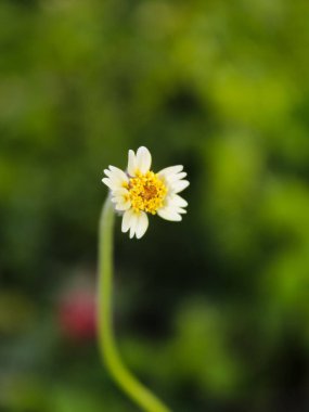 seçici odak otu (gulma) arkaplan bulanıklığı