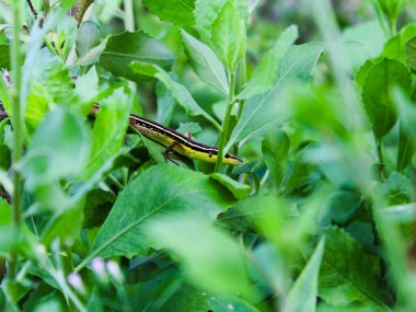 Lacertidae 'nin bulanık arkaplan fotoğrafı (uzun kuyruklu çim kertenkelesi) yabani bitkiler.