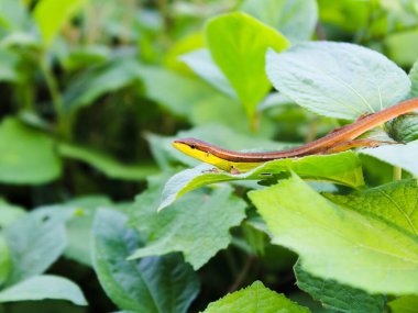 Lacertidae 'nin bulanık arkaplan fotoğrafı (uzun kuyruklu çim kertenkelesi) yabani bitkiler.