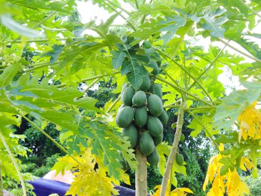 Papaya ağaçları hala olgunlaşmamış ve çiftçiler tarafından hasat edilemiyor.