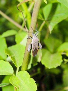 Vahşi bir bitki arka planındaki cırcır böceklerinin bulanık fotoğrafı