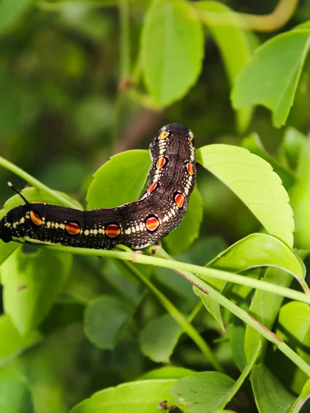 stock image selective focus of ordo Lepidoptera (ulat bulu) background blurr