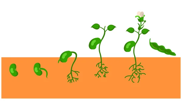 Векторная Диаграмма Роста Растения — стоковый вектор