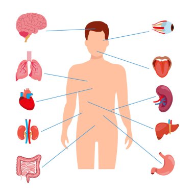 Beyin, akciğer, bağırsak, kalp, böbrek, pankreas, dalak, karaciğer ve mideye sahip insan iç organları. Vektör izole illüstrasyonu