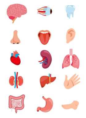 Beyin, akciğer, bağırsak, kalp, böbrek, pankreas, dalak, karaciğer ve mideye sahip insan iç organları. Vektör izole illüstrasyonu