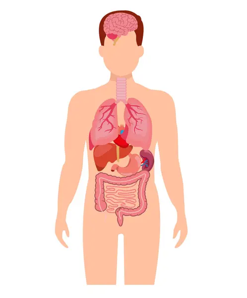 Anatomie Humaine Organe Interne Avec Cerveau Poumons Intestin Cœur Rein — Image vectorielle