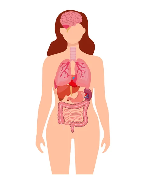 人体解剖内脏器官 包括脑 肝和胃 矢量孤立的说明 — 图库矢量图片
