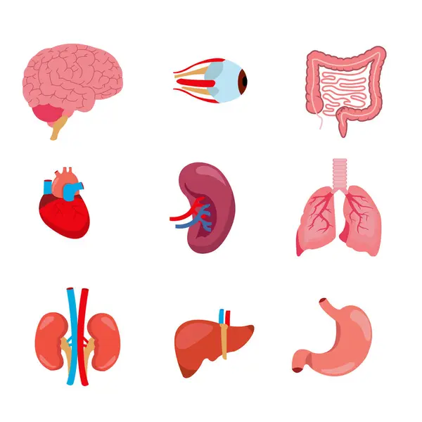 Human Anatomy Internal Organ Set Brain Lungs Intestine Heart Kidney — Stock Vector