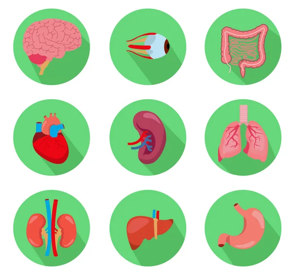 人体解剖内脏器官 包括脑 肝和胃 矢量孤立的说明 — 图库矢量图片