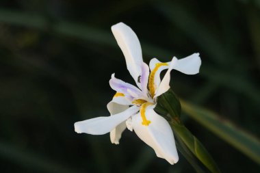 Sarı ve mor yapraklı beyaz bir çiçek. Çiçek yeşil bir sapın ortasında.