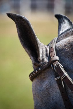 Kahverengi dizginli ve siyah burunlu bir at. Dizgin deriden yapılmıştır ve gümüş bir tokası vardır. Atın kulakları uzun ve sivri Mangalarga Marchador.