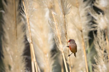 Bir kuş uzun bir ot sapının üzerine tünemiştir. Çimler kuru ve kahverengidir ve sahnede yaşayan tek canlı kuştur. Yalnızlık ve dinginlik kavramı