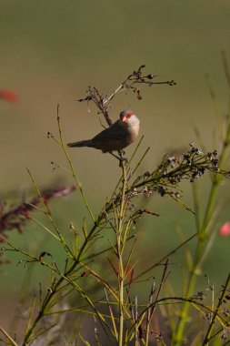 A small bird is perched on a branch in a field. The bird is brown and has a black beak. The field is lush and green, with tall grasses and wildflowers. The scene is peaceful and serene clipart