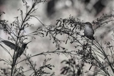 Bir sinekkuşu ve bir kuş bitkinin dalına tünemiş. Görüntüde huzur ve sakinlik havası var.