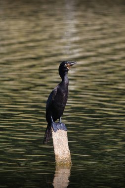 Sudaki bir kütüğün üzerinde duran siyah bir kuş. Kuş yukarı bakıyor ve o yiyecek arıyor. Su sakin ve sahnede bir tek kuş var.