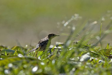 Küçük bir kuş uzun otların arasında yürüyor. Çimler yeşil ve kuş kahverengidir. Kuş uzaktaki bir şeye bakıyor.