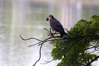 A hawk is perched on a tree branch, looking down the water with a snail in its mouth. The scene is peaceful and serene, with the hawk and water creating a sense of calmness clipart