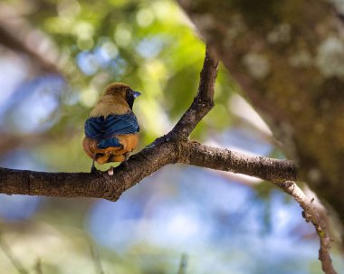 A bird is perched on a branch in a tree. The bird is brown and blue. The branch is thin and the bird is sitting on it clipart