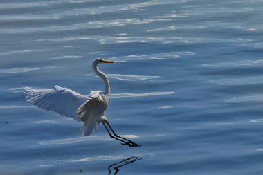 Uzun boyunlu beyaz bir kuş suyun üzerinde uçuyor. Kuş suyun ortasındadır, ve su sakindir. - Evet. Balıkçıl kanat açıklığı büyüktür ve havada süzülür.