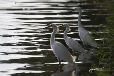 Üç beyaz balıkçıl suyun üzerinde duruyor. Su sakin ve kuşlar suyun üzerine bakıyor.