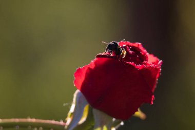 Üzerinde siyah böcek olan kırmızı bir gül. Böcek gül yaprağının üzerinde yatıyor.