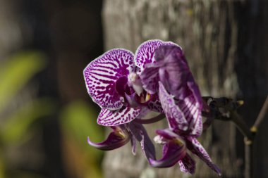 Siyah benekli mor ve beyaz bir orkide bir ağaçta sallanıyor. Çiçek tamamen çiçek açmış ve çarpıcı bir görünüme sahip.