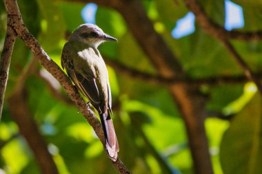 Bir kuş bir ağaç dalına tünemiştir. Kuş yeşildir ve kahverengi bir kuyruğu vardır. Ağaç yapraklarla dolu ve kuş bir şeye bakıyor.