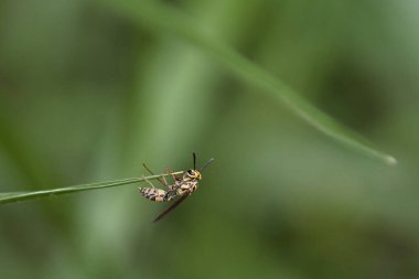 Sarı ve siyah bir eşekarısı yeşil bir yaprağın üzerinde uçuyor. Eşek arısı yaprağın ortasında ve kenarda değil.