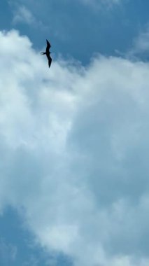 Mavi gökyüzünün üzerinde bir kuş uçuyor. Gökyüzü berrak ve parlak, görünürde bulut yok. Kuş yerden yüksekte süzülüyor, uçma özgürlüğünün tadını çıkarıyor.