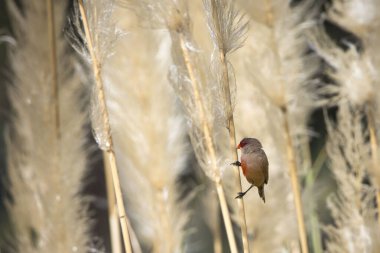 Küçük bir kuş uzun bir ot sapının üzerine tünemiştir. Kuş kahverengi ve kırmızıdır, ve aşağıya yere bakar. Huzurlu ve huzurlu bir sahne.