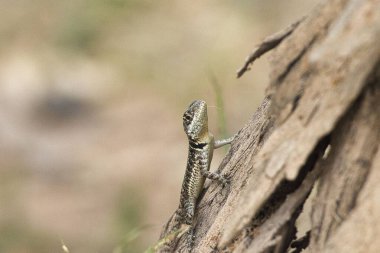 A lizard is on a tree branch. The lizard is brown and white clipart