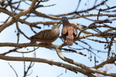 İki güvercin bir ağaç dalında oturuyor. Biri kahverengi ve diğeri beyaz. Beyaz kuş kahverengi kuşa bakıyor.