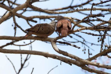 İki kuş bir dalda oturuyor, biri kahverengi ve diğeri beyaz. Beyaz kuş kahverengi kuşa bakıyor.