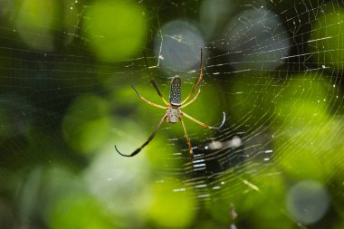 Yeşil bir ormanın ortasında bir örümcek ağda oturuyor. Örümcek kahverengi ve siyahtır ve kameraya bakar.