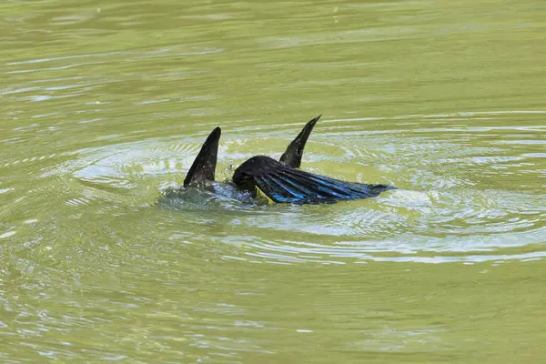 Bir kuş yeşil bir su kütlesinde yüzüyor. Kuşun siyah bir kuyruğu ve kanadı var.