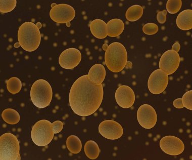 3 boyutlu Saccharomyces cerevisiae ekmek ve şarap mayasıdır.