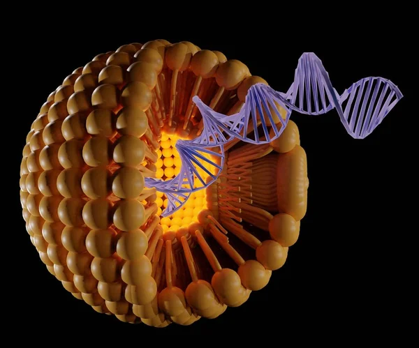 リポソーム内のDnaのカプセル化は 実用的な遺伝子治療に有用である リソソーム内のDnaの単離されたカプセル化は 黒の背景で実用的な遺伝子治療に有用である — ストック写真