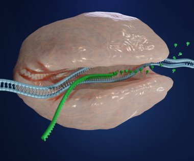 Kopyalama, gen ifadesinde ilk adımdır. RNA molekülü yapmak için bir genin DNA dizilimini kopyalıyor. Kopyalama RNA polimeraz 3d oluşturma tarafından gerçekleştirilir.