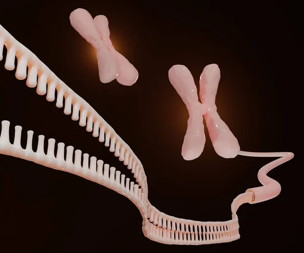 Dna Rna Iplikçiklerinin Kromozomu Oluşturma — Stok fotoğraf