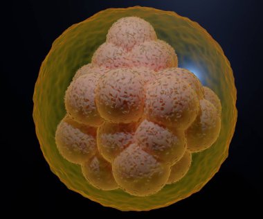 A morula is an early-stage embryo consisting of 16 cells. it called blastomeres. in a solid ball contained within the zona pellucida 3d rendering clipart