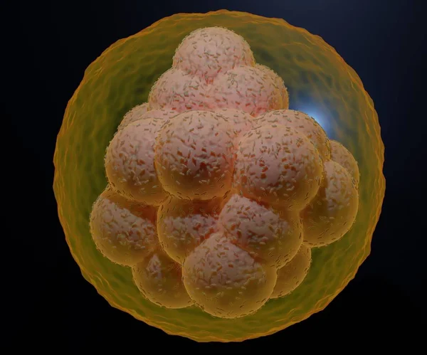 一种由16个细胞组成的早期胚胎 它叫囊胚 在一个实心球体中 它包含在三维空间渲染中 — 图库照片