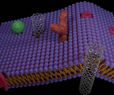 Karbon nanotüpler hücre zarlarının içindeki yapay gözenekler olabilir. Kendini hücre zarına ya da diğer lipid bikatmanlarına sokabilir. 3d oluşturma