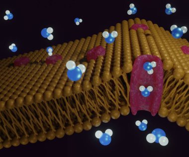 Su molekülü şematik tasviri hücre içine giden aquaporins veya su kanalları lipid bilayer membran 3d görüntüleme