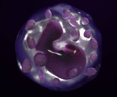 The basophils are a type of white blood cell on the black background 3d rendering clipart
