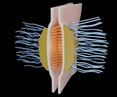 Desmosome ayrıca macula yapışkanı olarak da bilinir, hücre yapısını hücre yapısına uyarlayan bir hücre yapısıdır.