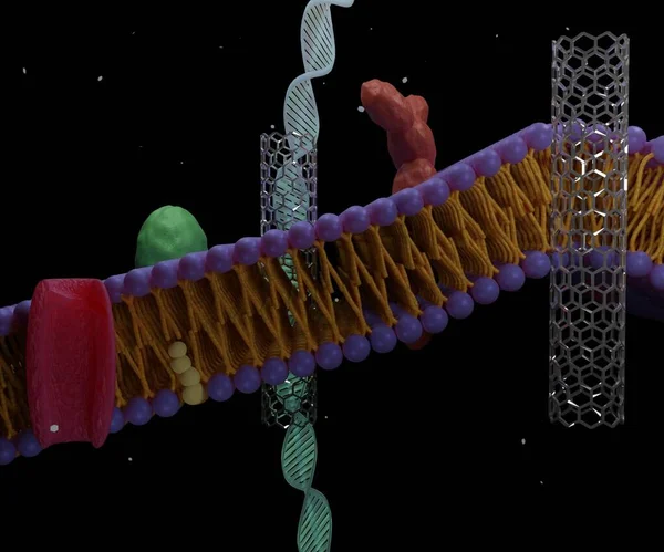 Carbon Nanotubes Can Artificial Pores Cell Membranes Can Self Insert — Stock Photo, Image