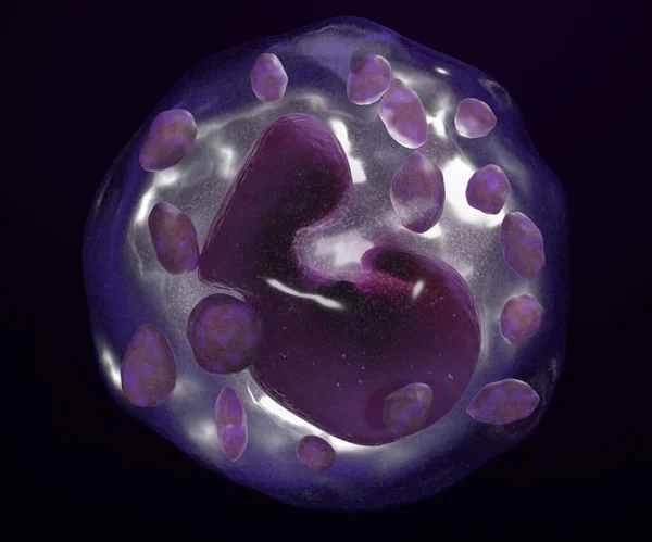 Die Basophile Sind Eine Art Weißer Blutkörperchen Auf Schwarzem Hintergrund — Stockfoto