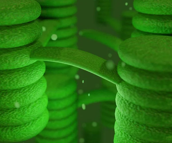 Kloroplasztos Organellák Növények Sejtjeinek Szerkezete Vagy Algás Kiolvasztás — Stock Fotó