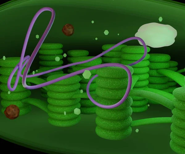 Chloroplast organelles, structure within the cells of plants or algal 3d rendering