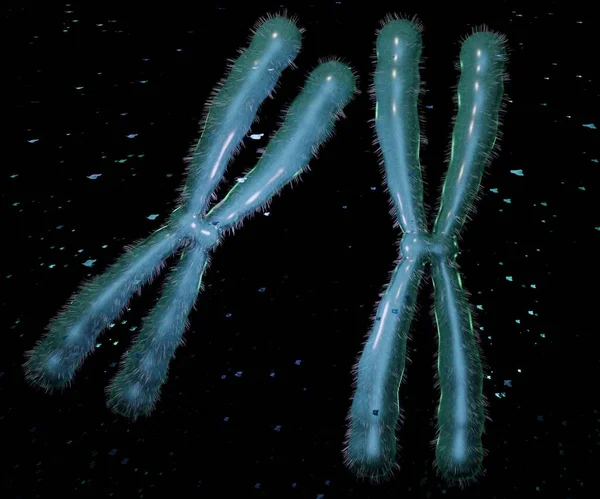 Cromosoma Uno Los Dos Cromosomas Sexuales Representación Humana — Foto de Stock